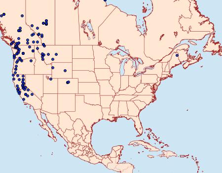 Distribution Data for Eulithis xylina