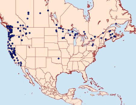 Distribution Data for Triphosa haesitata