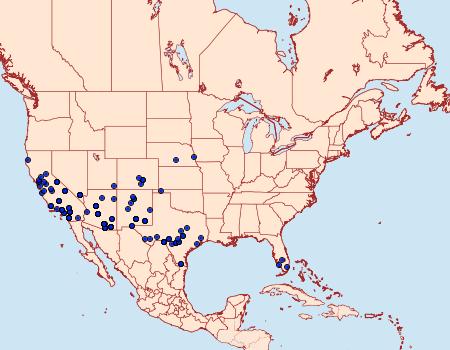 Distribution Data for Archirhoe neomexicana