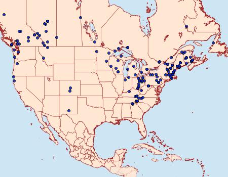 Distribution Data for Mesoleuca ruficillata