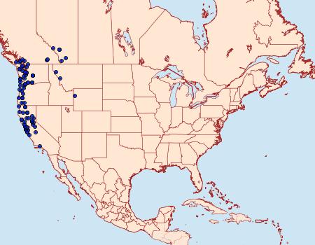 Distribution Data for Mesoleuca gratulata