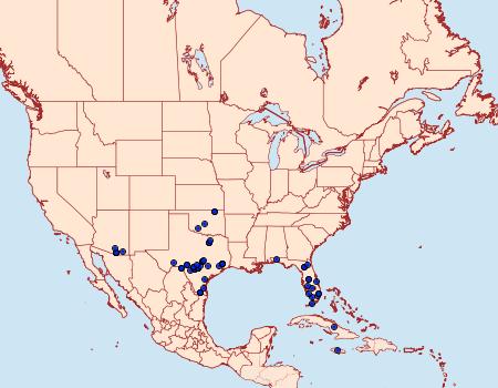 Distribution Data for Hammaptera parinotata