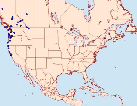 Distribution Data for Martania grandis