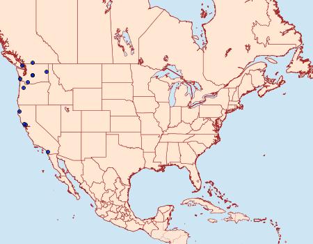 Distribution Data for Stamnodes blackmorei