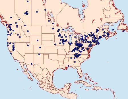 Distribution Data for Euphyia intermediata