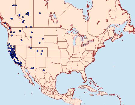 Distribution Data for Zenophleps lignicolorata