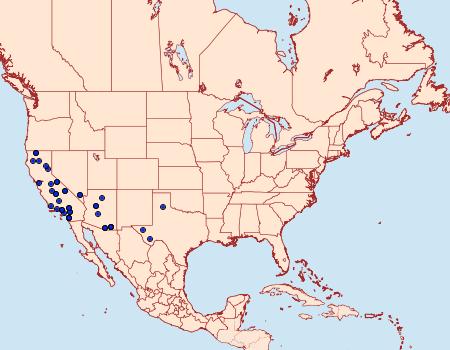 Distribution Data for Zenophleps obscurata