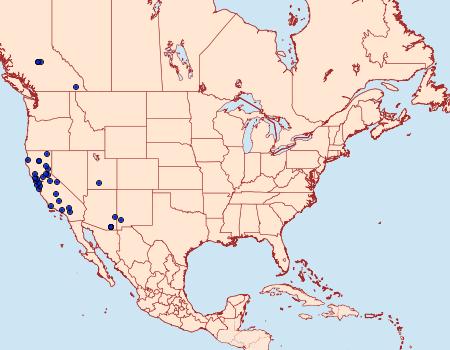 Distribution Data for Eupithecia placidata