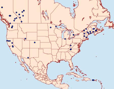 Distribution Data for Eupithecia satyrata