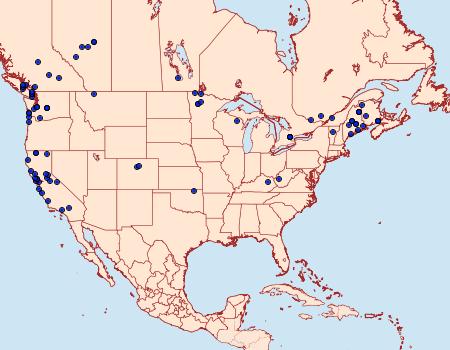 Distribution Data for Eupithecia annulata