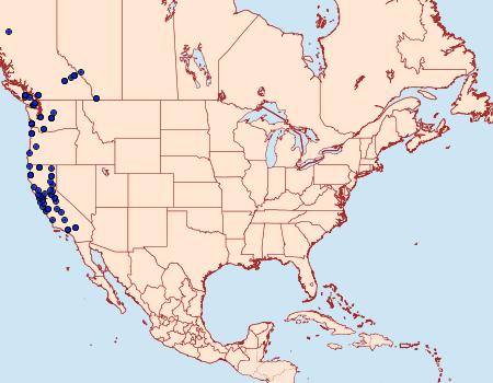 Distribution Data for Eupithecia graefii