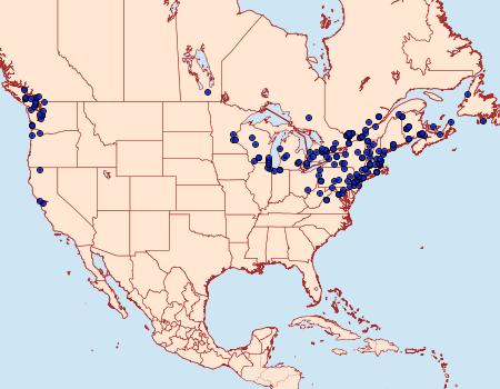 Distribution Data for Pasiphila rectangulata