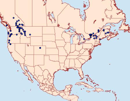 Distribution Data for Aplocera plagiata