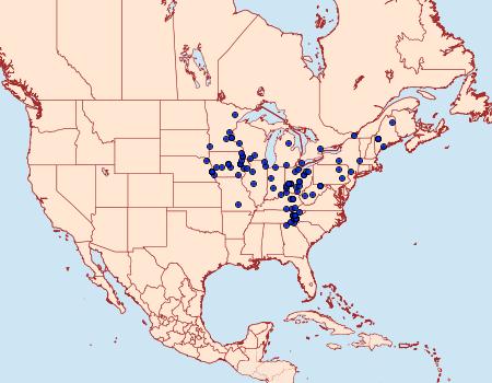 Distribution Data for Heterophleps refusaria