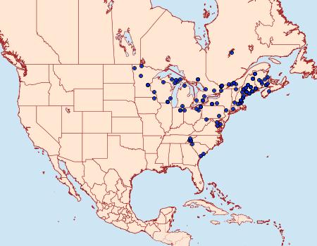 Distribution Data for Tolype laricis