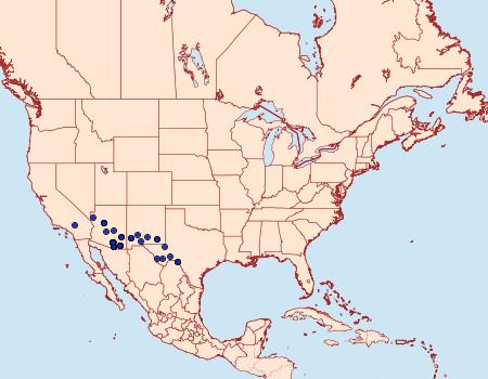 Distribution Data for Syssphinx hubbardi