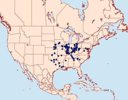 Distribution Data for Syssphinx bisecta