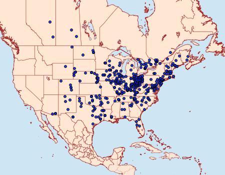 Distribution Data for Ceratomia amyntor