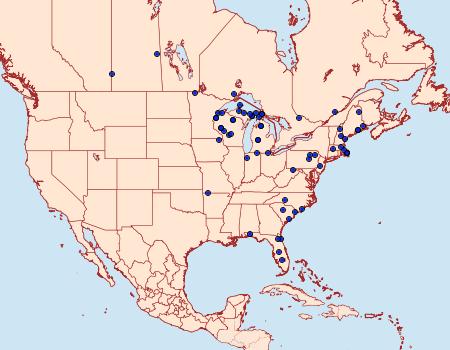 Distribution Data for Hemaris gracilis