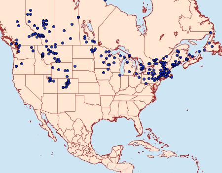 Distribution Data for Hyles gallii