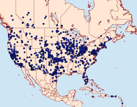 Distribution Data for Hyles lineata