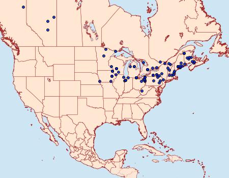 Distribution Data for Clostera strigosa