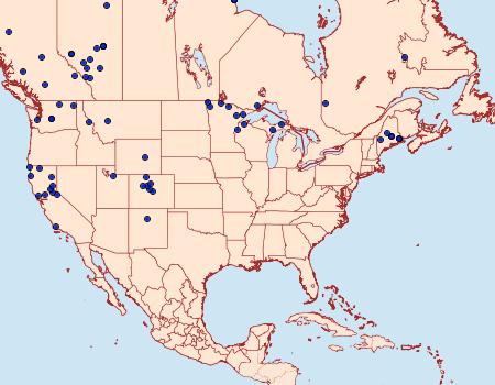 Distribution Data for Clostera brucei