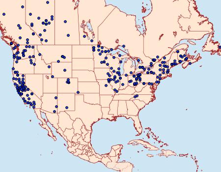 Distribution Data for Clostera apicalis