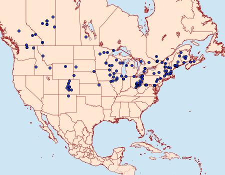 Distribution Data for Pheosidea elegans