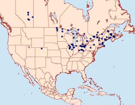 Distribution Data for Notodonta scitipennis