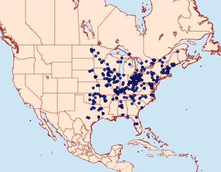 Distribution Data for Nerice bidentata