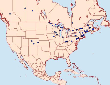 Distribution Data for Gluphisia avimacula