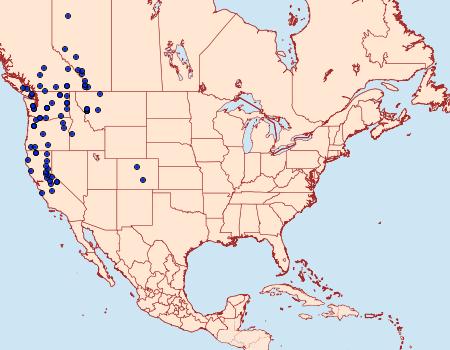 Distribution Data for Gluphisia severa