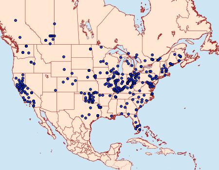 Distribution Data for Furcula cinerea