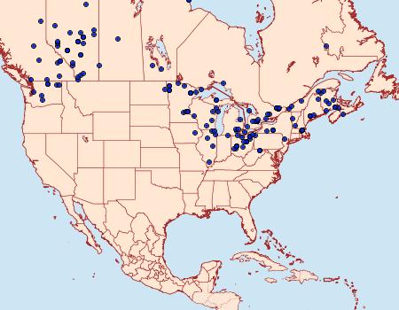 Distribution Data for Furcula occidentalis