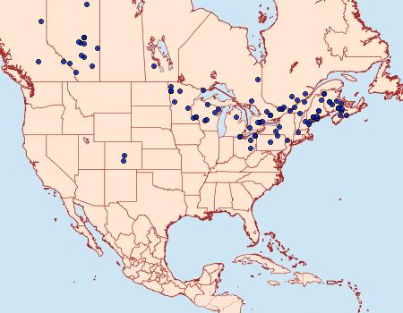 Distribution Data for Furcula modesta