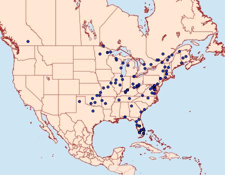 Distribution Data for Americerura scitiscripta