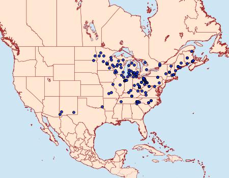 Distribution Data for Symmerista canicosta