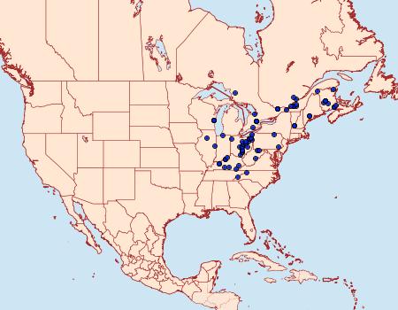 Distribution Data for Symmerista leucitys