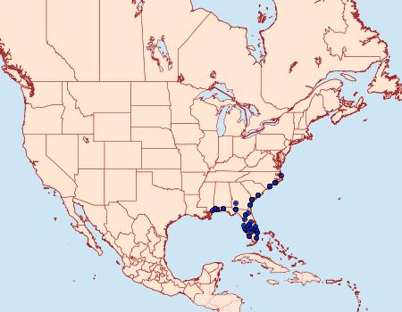 Distribution Data for Heterocampa astarte