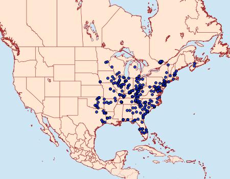 Distribution Data for Heterocampa obliqua