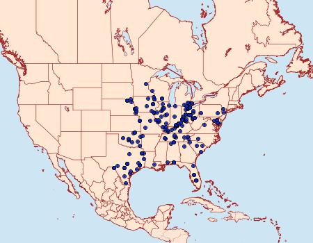 Distribution Data for Rifargia subrotata