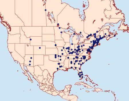 Distribution Data for Oedemasia concinna