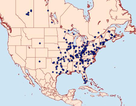 Distribution Data for Oedemasia leptinoides