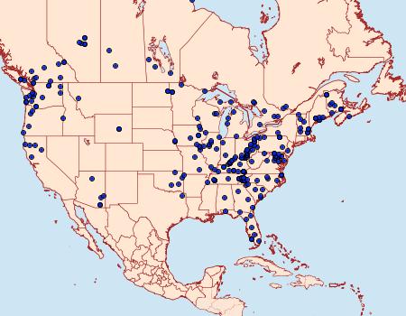 Distribution Data for Oedemasia semirufescens