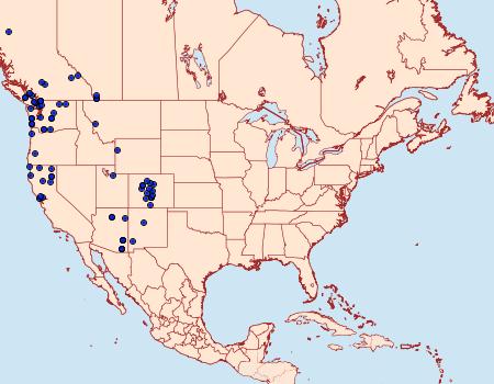 Distribution Data for Ianassa pallida