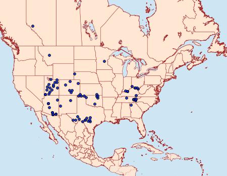 Distribution Data for Crambidia cephalica