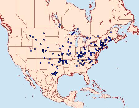 Distribution Data for Lycomorpha pholus