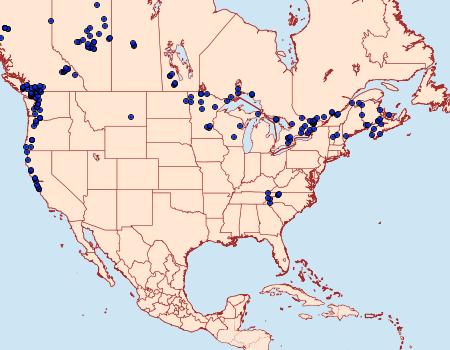 Distribution Data for Clemensia umbrata