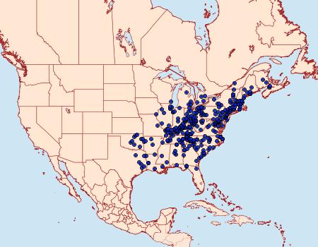 Distribution Data for Haploa clymene